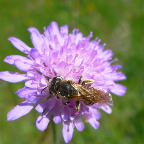 Wildbienen